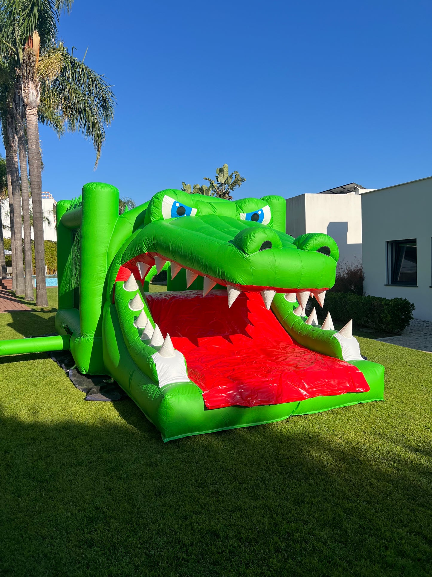 Crocodilo Selvagem